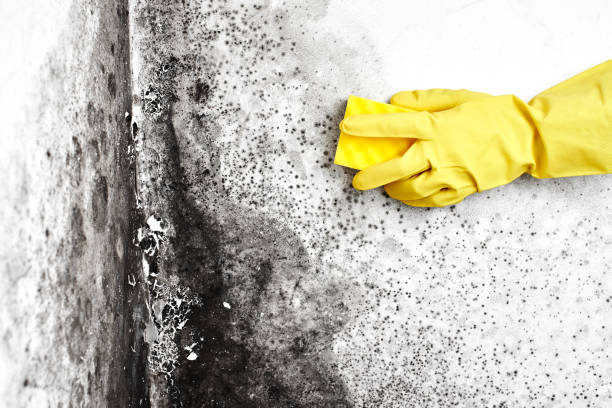Best Mold Damage Restoration  in Kaser, NY